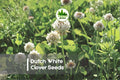 Dutch White Clover Seeds – 500 Pack, Trifolium repens, Ground Cover, Pollinator-Friendly, Eco-Friendly Lawn & Soil Improvement