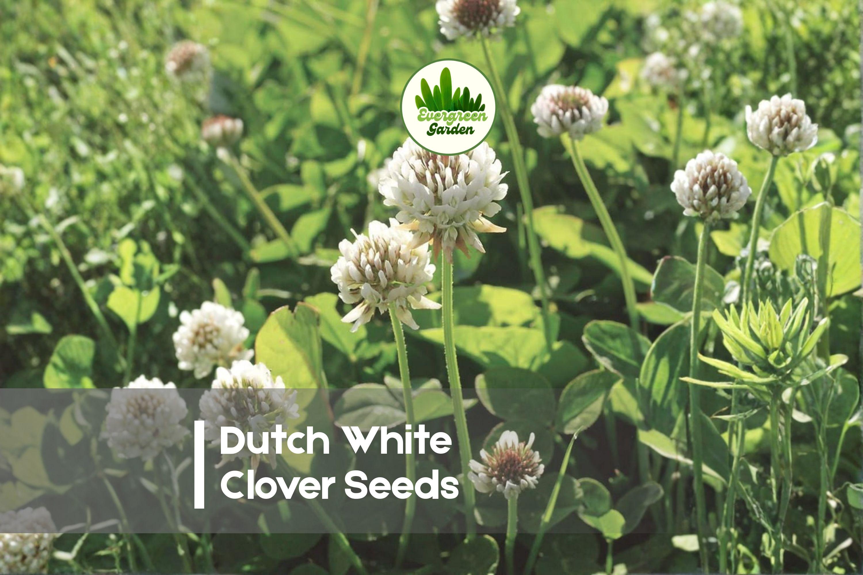 Dutch White Clover Seeds – 500 Pack, Trifolium repens, Ground Cover, Pollinator-Friendly, Eco-Friendly Lawn & Soil Improvement