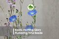 Exotic Morning Glory Vine Seeds, Climbing Flower Seeds, Ipomoea Species, Fast-Growing, Vibrant Blooms, Garden Trellis, Fences
