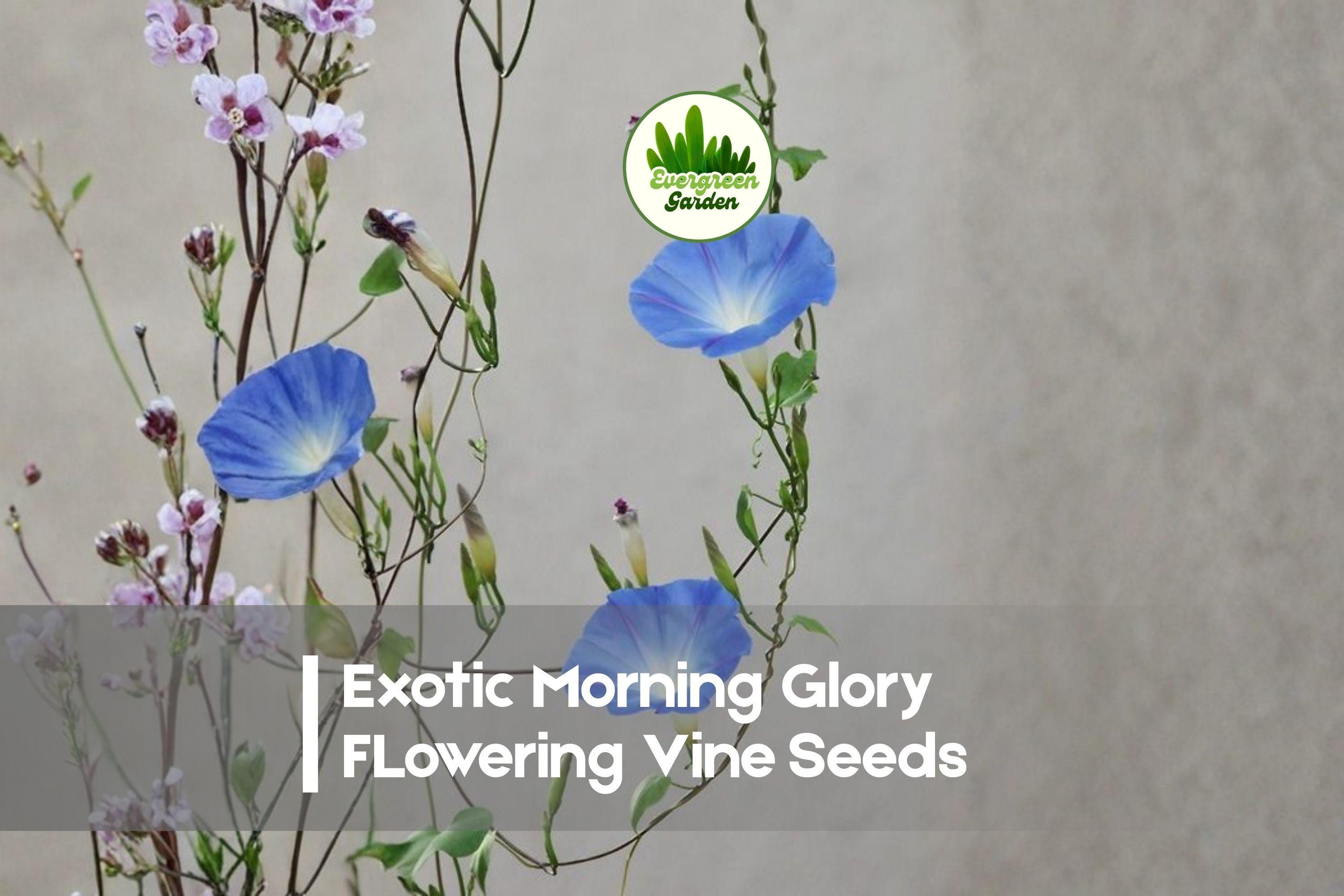 Exotic Morning Glory Vine Seeds, Climbing Flower Seeds, Ipomoea Species, Fast-Growing, Vibrant Blooms, Garden Trellis, Fences