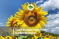 Giant Russian Mammoth Sunflower Seeds | Helianthus annuus | Tall, Golden Blooms, Pollinator Attracting, Easy to Grow