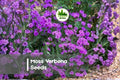 100+ Moss Verbena Seeds - Spreading Ground Cover with Purple Blooms - Verbena tenuisecta Seeds for Borders & Pollinator Gardens