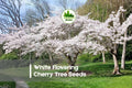 White Flowering Cherry Tree Seeds – Ornamental Prunus Species for Landscaping & Bonsai, Spring Blooms, 10 Pack
