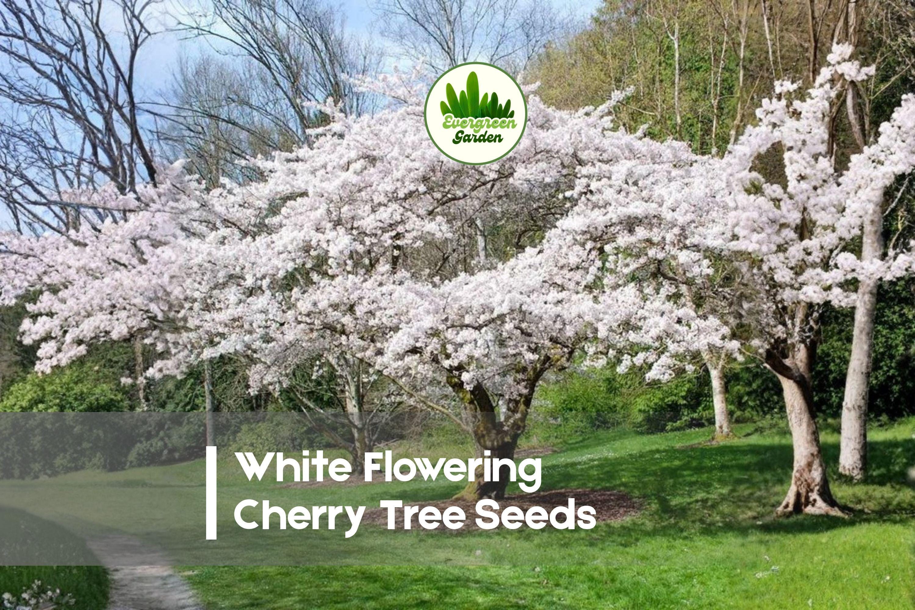 White Flowering Cherry Tree Seeds – Ornamental Prunus Species for Landscaping & Bonsai, Spring Blooms, 10 Pack