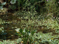 Alisma subcordatum Seeds | Native Aquatic Wetland Plant | Mud Plantain | White to Pink Flowers | 500 Seeds
