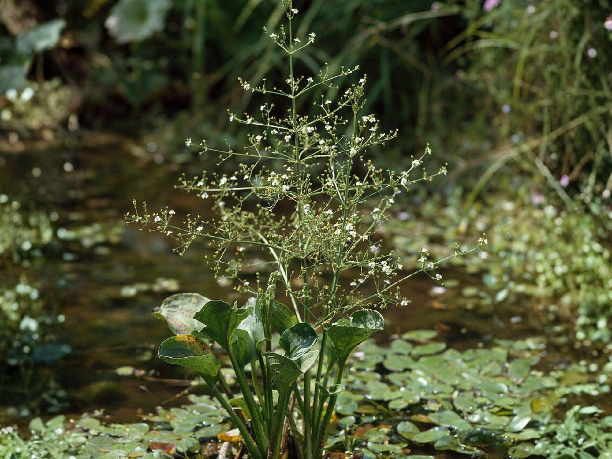 Alisma subcordatum Seeds | Native Aquatic Wetland Plant | Mud Plantain | White to Pink Flowers | 500 Seeds