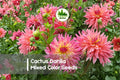 50 Cactus Dahlia Seeds Mixed Color Pack | Vibrant Spiky Blooms | Dahlia pinnata Flower Seeds for Borders & Cut Flowers