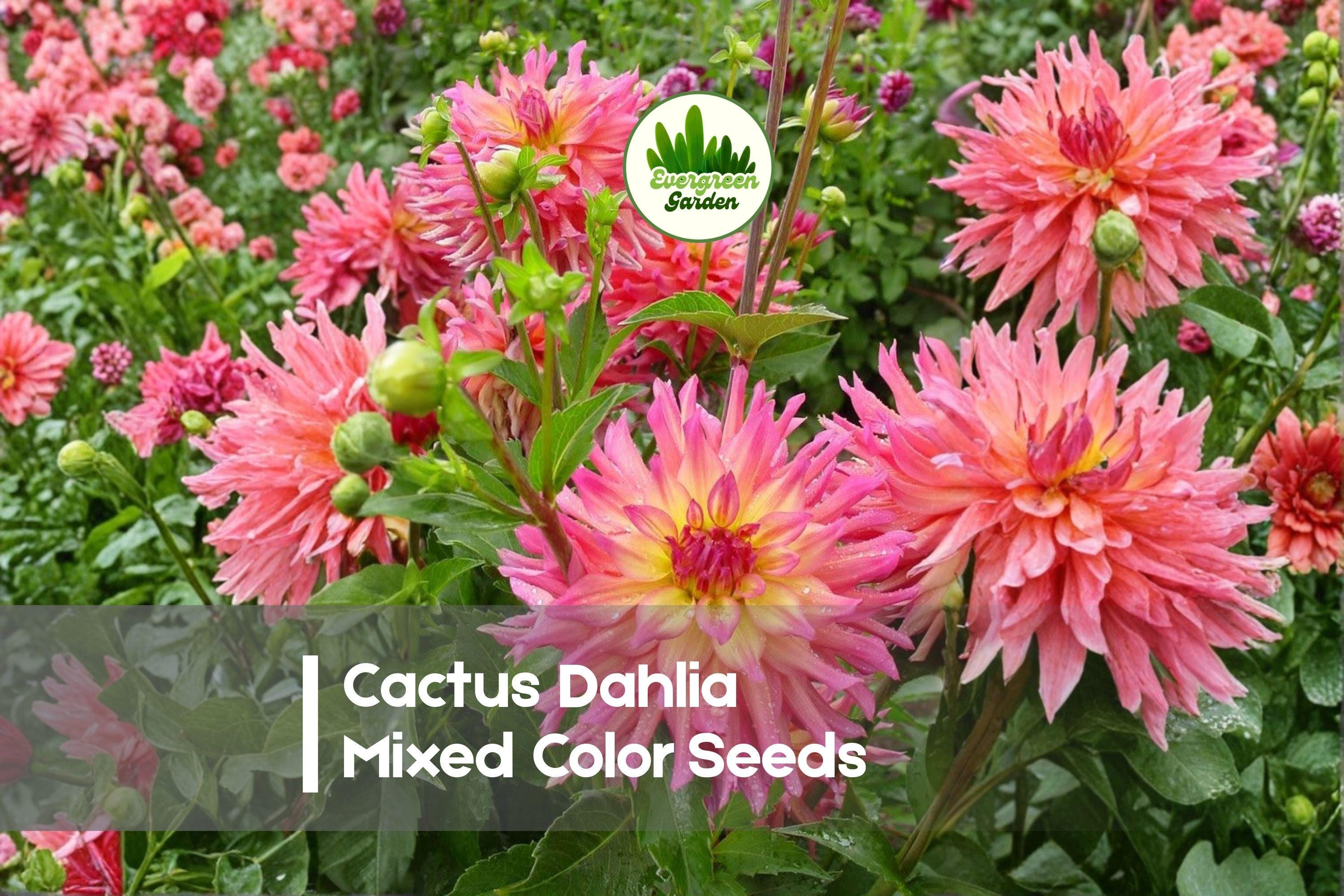 50 Cactus Dahlia Seeds Mixed Color Pack | Vibrant Spiky Blooms | Dahlia pinnata Flower Seeds for Borders & Cut Flowers