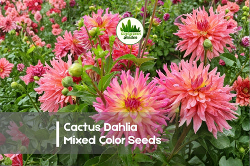 50 Cactus Dahlia Seeds Mixed Color Pack | Vibrant Spiky Blooms | Dahlia pinnata Flower Seeds for Borders & Cut Flowers