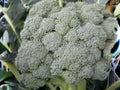 Waltham 29 Broccoli Seeds | Heirloom, Cold Hardy, Large Heads | Vegetable Seed for Spring & Fall Gardens