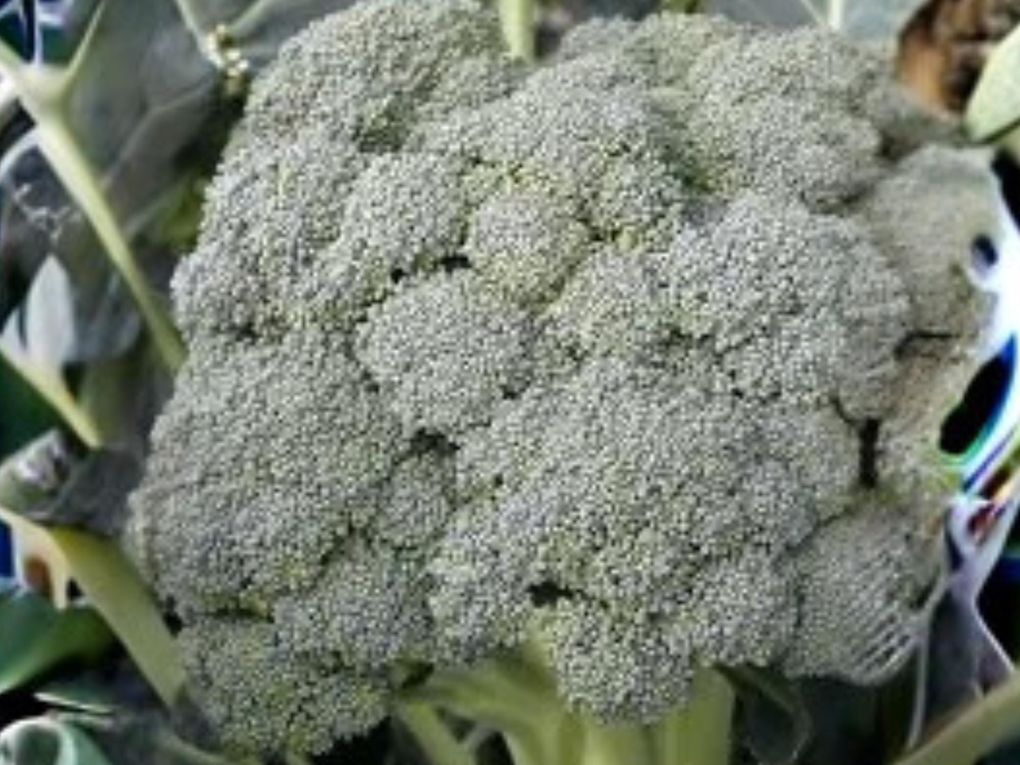 Waltham 29 Broccoli Seeds | Heirloom, Cold Hardy, Large Heads | Vegetable Seed for Spring & Fall Gardens
