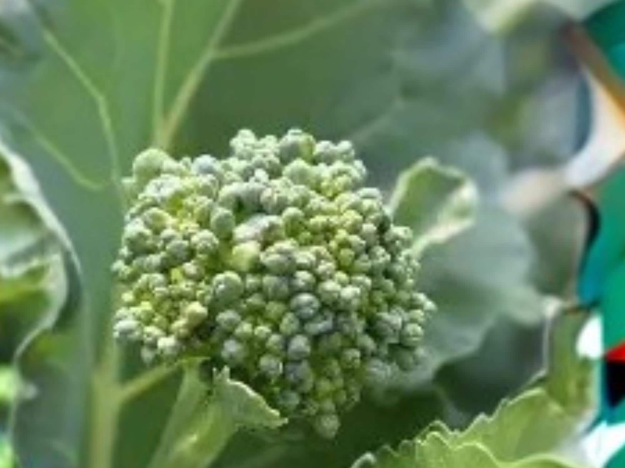 Broccoli Raab Seeds - 300 Pack, Rapini, Spring Rabe, Italian Greens, Fast-Growing Vegetable, Edible Leaves & Buds, Cool-Season Crop