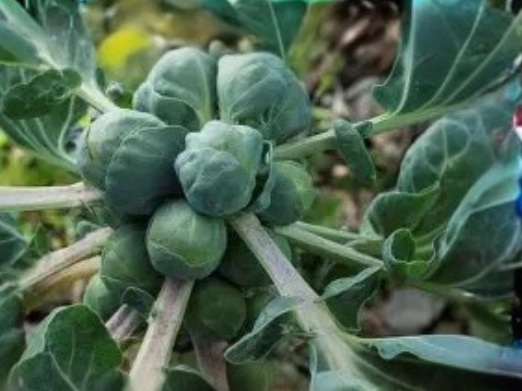 Catskill Brussels Sprouts Seeds – Heirloom, Cold Hardy, Compact Plants, Medium-Sized Sprouts, 500 Seeds