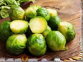 Long Island Improved Brussels Sprouts Seeds | Heirloom Vegetable, Cold Hardy, High Yield, 500 Seeds