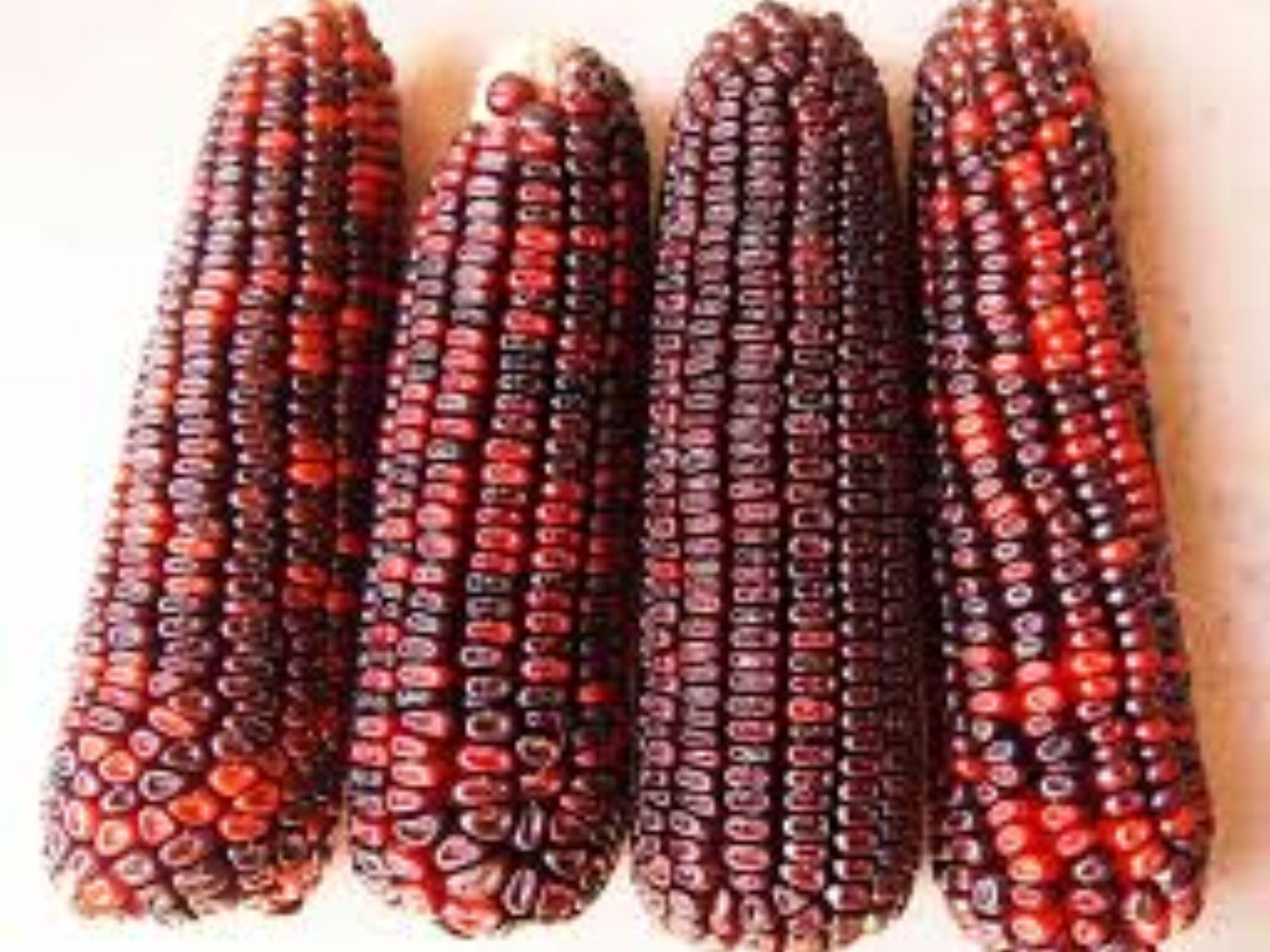 Bloody Butcher Corn Seeds – 50 Heirloom Red Kernel Grain Seeds for Heritage Corn, Grits, Flour, Ornamental, Open-Pollinated