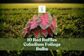 10 Red Ruffles Caladium Bulbs - Tropical Foliage Plant for Shade Gardens & Containers - Caladium bicolor