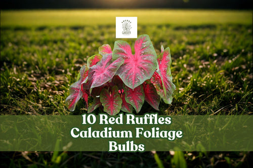 10 Red Ruffles Caladium Bulbs - Tropical Foliage Plant for Shade Gardens & Containers - Caladium bicolor