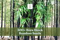 300+ Black Bamboo Seeds for Planting | Phyllostachys nigra | Ornamental, Fast-Growing Bamboo for Landscaping