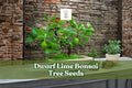 Dwarf Lime Bonsai Tree Seeds | Citrus spp. | Evergreen Citrus for Bonsai & Container Growing | 20+ Seeds from Iowa