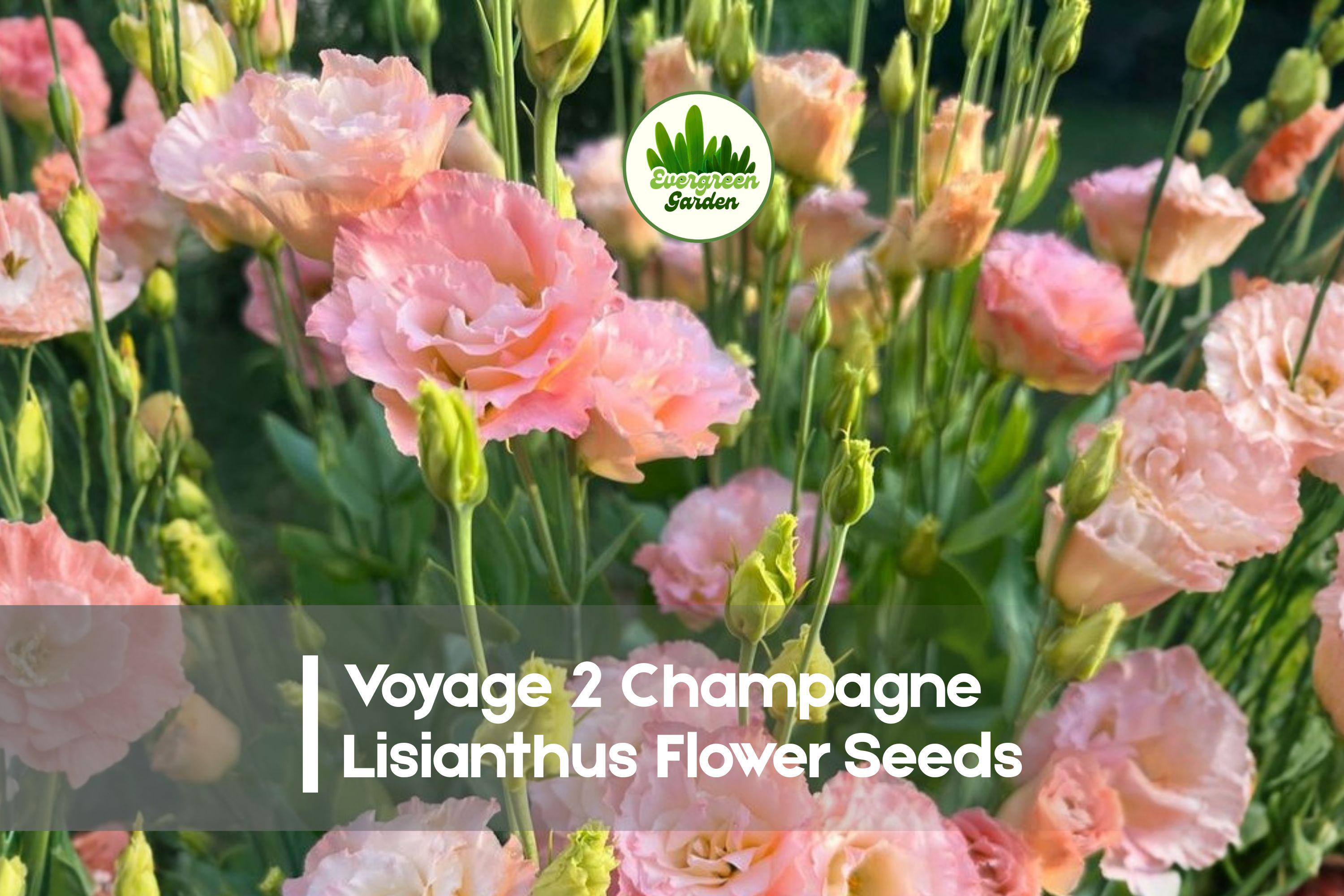 Lisianthus Seeds, Voyage 2 Champagne, Eustoma grandiflorum, Pelleted Flower Seeds for Cut Flowers & Gardens