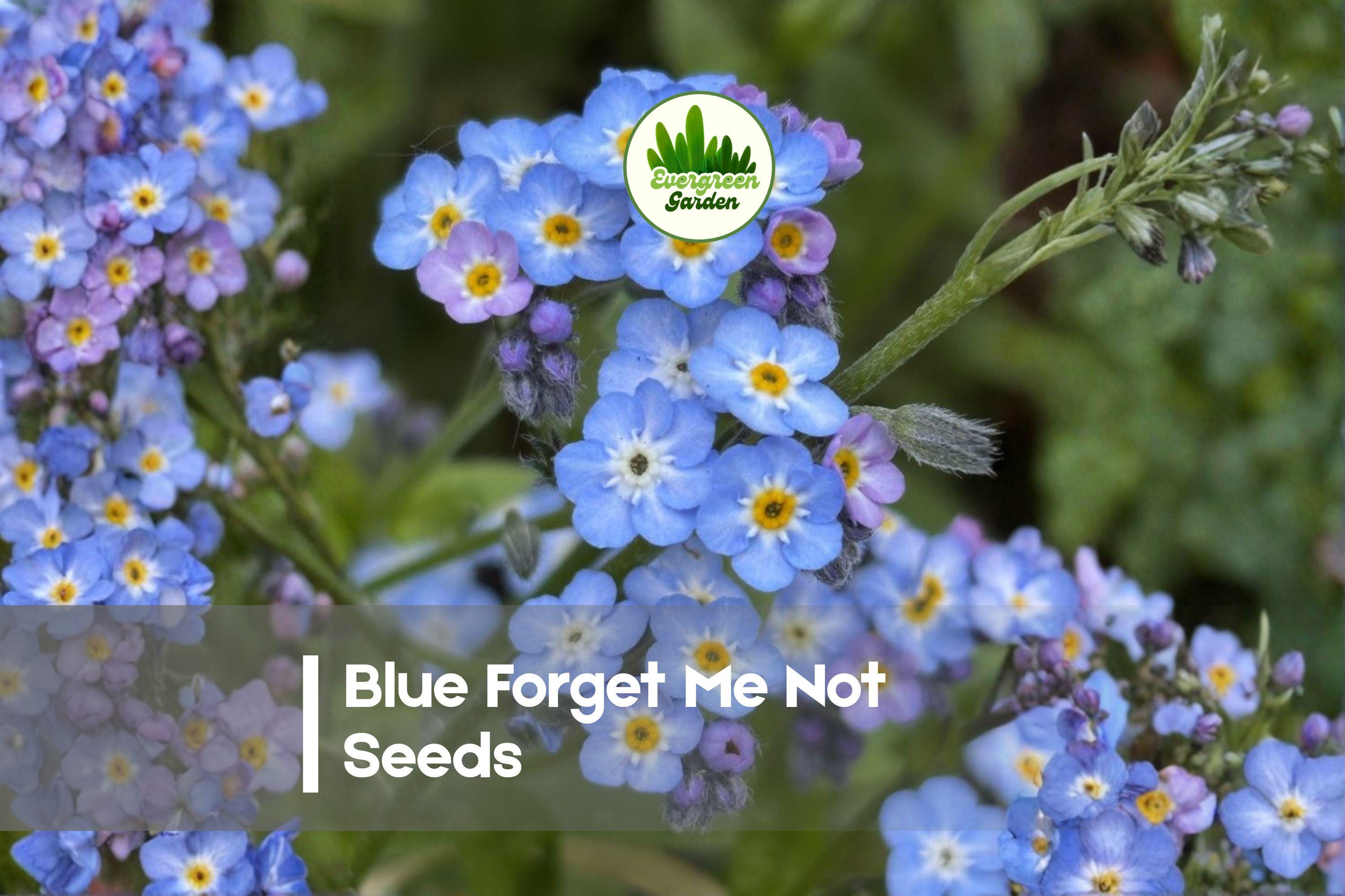 5,000 Blue Forget-Me-Not Seeds | Myosotis sylvatica Wildflowers for Borders, Ground Cover & Cottage Gardens