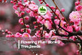 Flowering Plum Bonsai Tree Seeds - Prunus triloba, Pink Blooms, Ornamental Flowering Tree, Bonsai & Container Growing