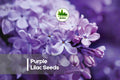 100 Purple Lilac Seeds - Syringa vulgaris, Fragrant Flowering Shrubs for Landscaping, Bonsai & Garden Beds