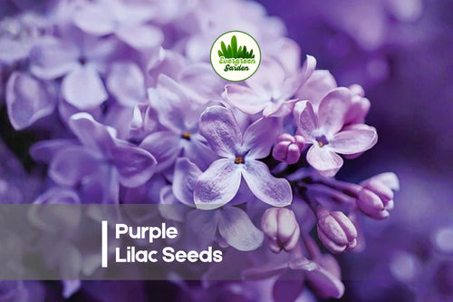 100 Purple Lilac Seeds - Syringa vulgaris, Fragrant Flowering Shrubs for Landscaping, Bonsai & Garden Beds