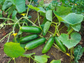 Spacemaster 80 Cucumber Seeds – Compact Container Variety, Heirloom, Open-Pollinated, 50 Seeds