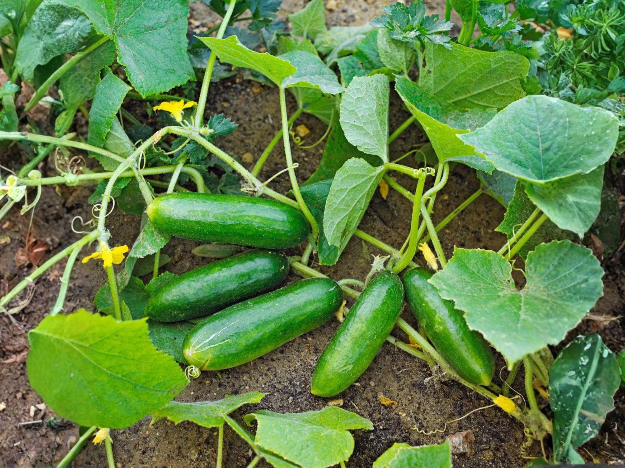 Spacemaster 80 Cucumber Seeds – Compact Container Variety, Heirloom, Open-Pollinated, 50 Seeds