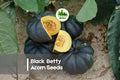 Black Betty Acorn Squash Seeds – Compact Edible Vegetable, Dark Skin, Sweet Flesh, Cucurbita pepo, for Home Gardens & Cooking