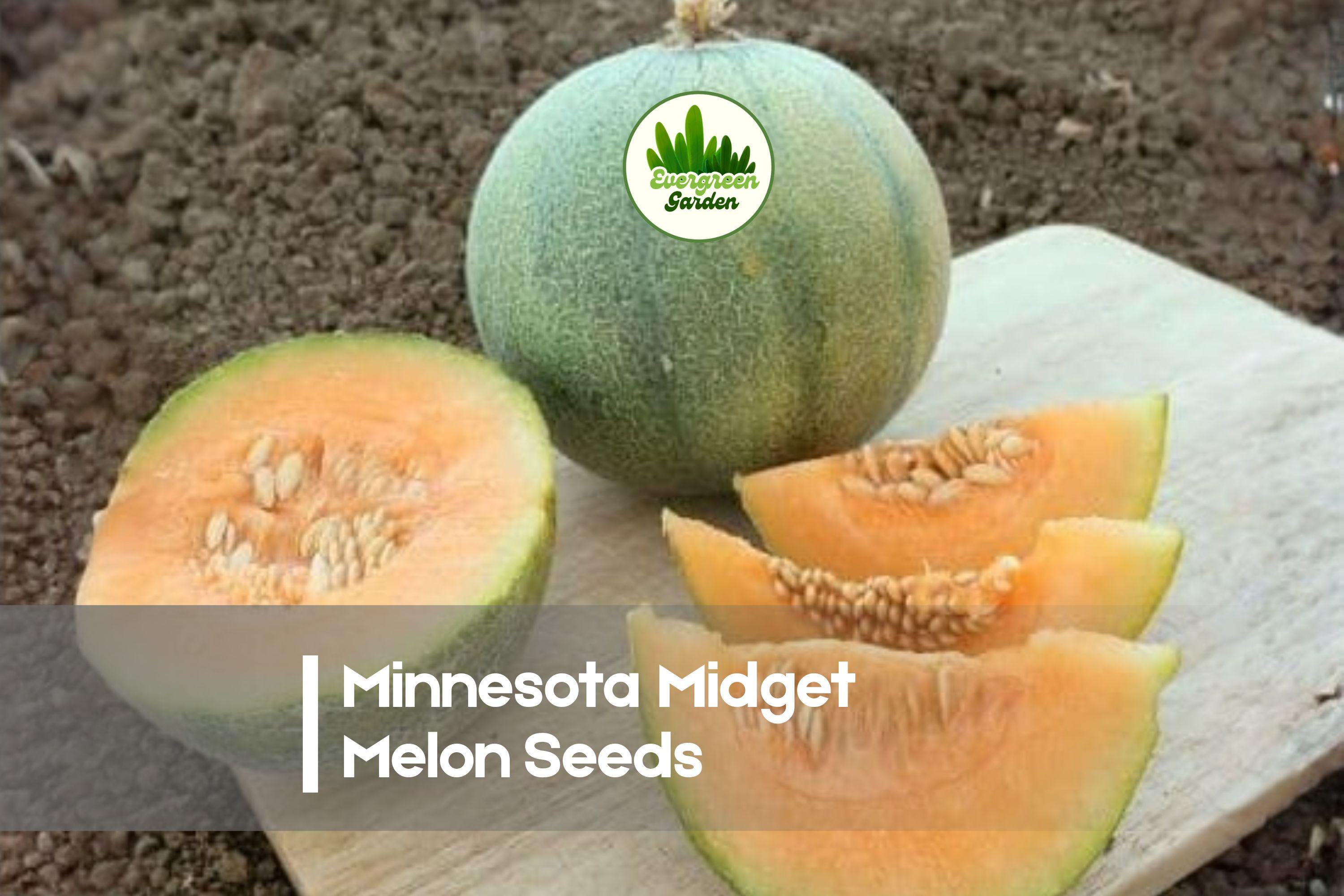 Minnesota Midget Melon Seeds – Compact, Early-Maturing Cucumis melo for Small Gardens & Containers, Sweet Personal Melons Pack of 10