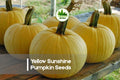 Yellow Sunshine Pumpkin Seeds - 20 Rare Bright Yellow Cucurbita pepo for Growing, Cooking & Fall Decoration