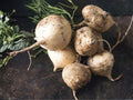 True Jicama Seeds – 10 Tropical Root Vegetable Seeds Pachyrhizus erosus for Fresh Salads and Cooking