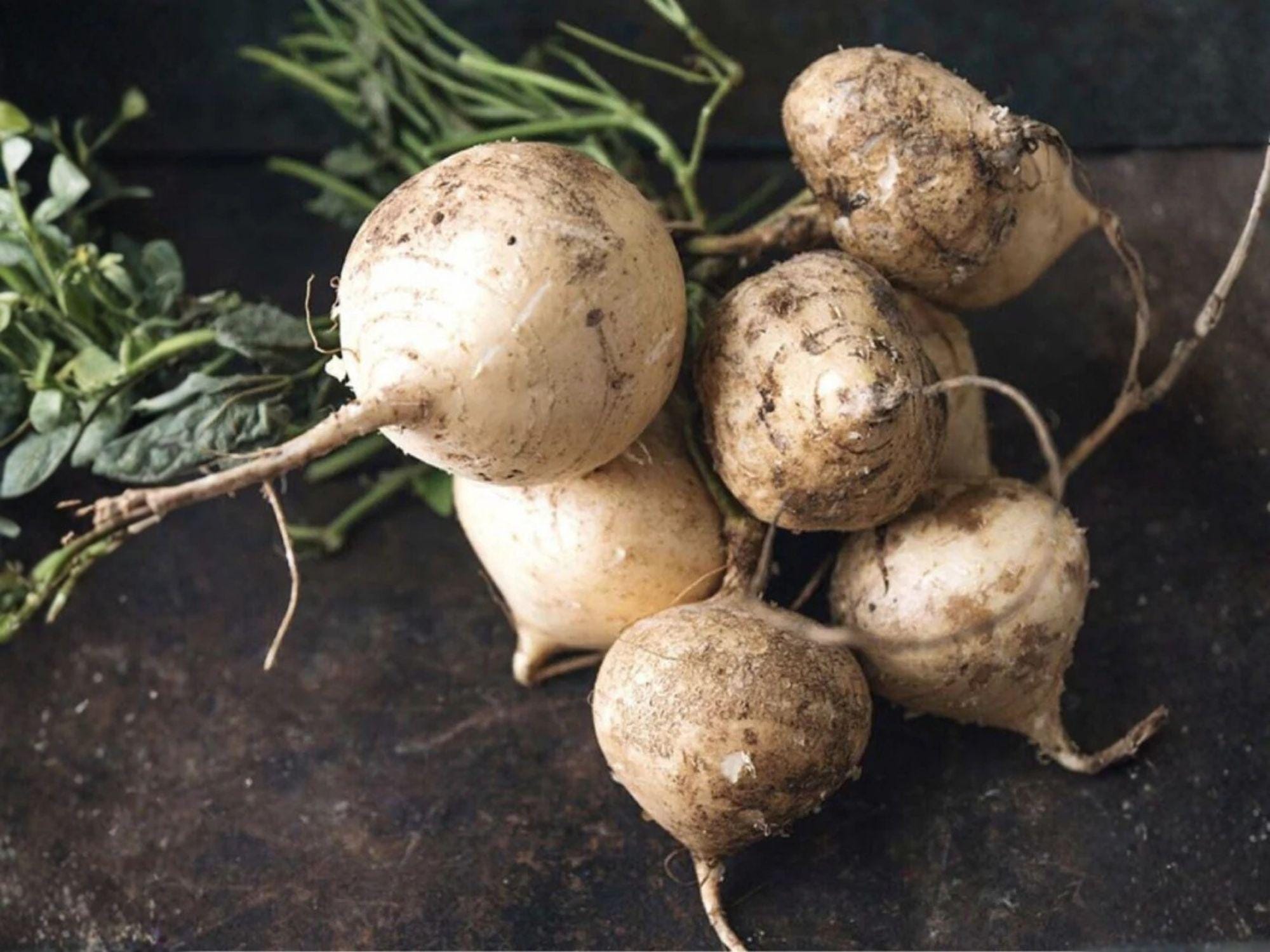 True Jicama Seeds – 10 Tropical Root Vegetable Seeds Pachyrhizus erosus for Fresh Salads and Cooking