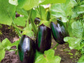 Black Beauty Eggplant Seeds – Heirloom, Large Glossy Deep Purple Fruit, Home Garden, 100 Seeds