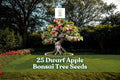 25 Dwarf Apple Tree Seeds for Bonsai & Ornamental Indoor Growing Malus domestica