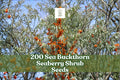 200 Sea Buckthorn Seeds - Edible Fruit-Bearing Shrub Hippophae rhamnoides for Garden, Landscape, Hedgerows