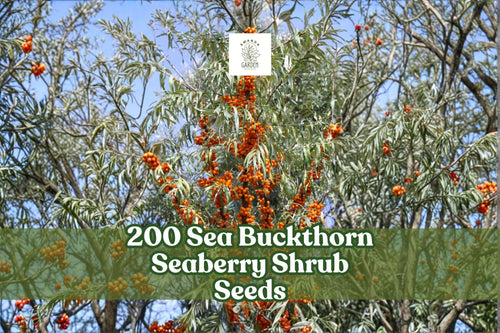 200 Sea Buckthorn Seeds - Edible Fruit-Bearing Shrub Hippophae rhamnoides for Garden, Landscape, Hedgerows