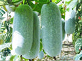 Wax Gourd Seeds | Winter Melon | Ash Gourd | Asian Cooking Vegetable | Benincasa hispida | 10 Seeds