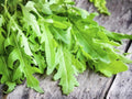 Arugula Seeds – 500 Herb Seeds, Rocket Greens, Peppery Salad Flavor, Fast-Growing Microgreens, Organic, Open-Pollinated