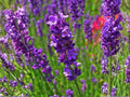 100 True English Lavender Seeds – Lavandula angustifolia – Fragrant Purple Blooms for Herb Gardens, Dried Flowers & Aromatherapy
