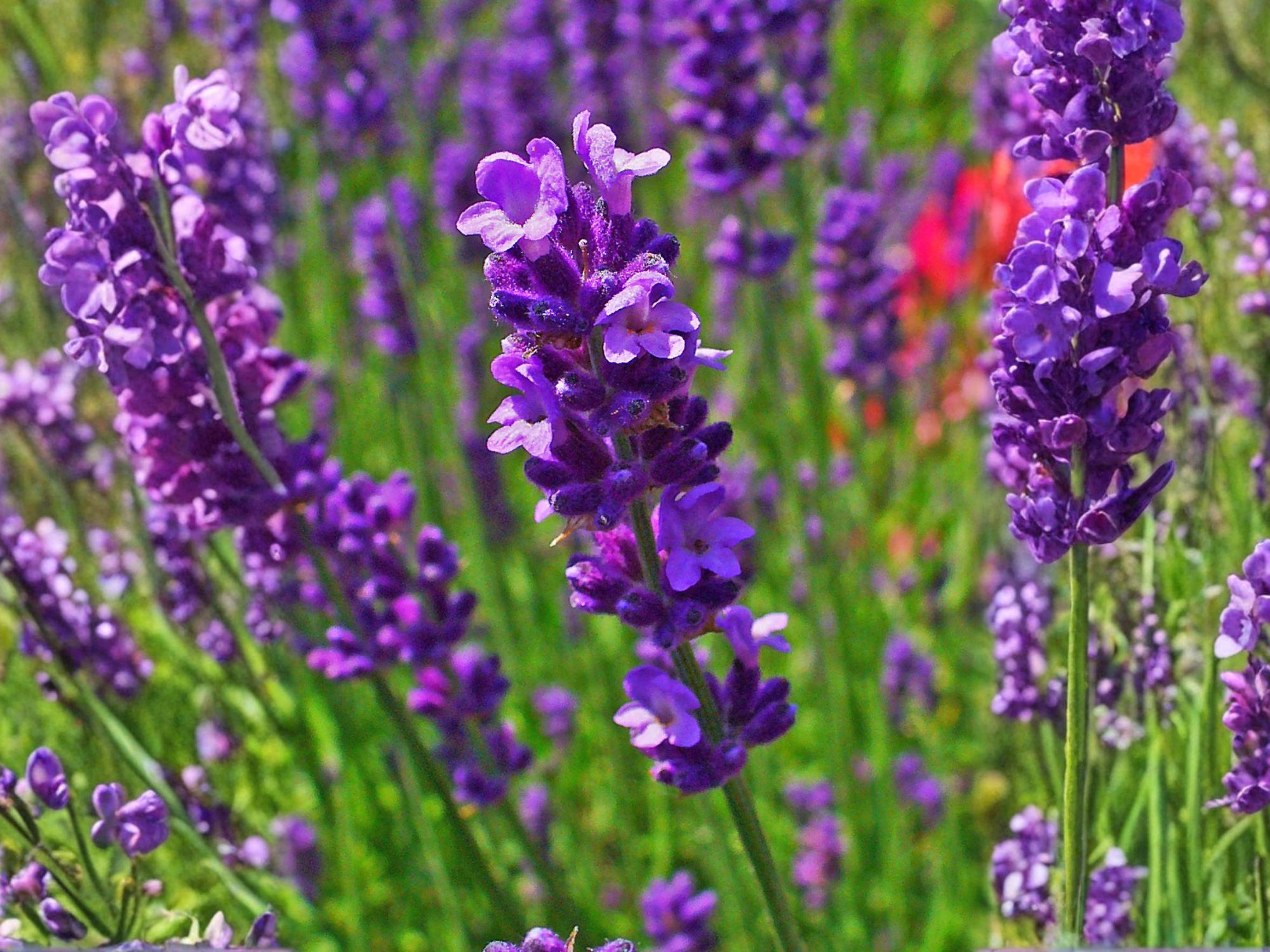 100 True English Lavender Seeds – Lavandula angustifolia – Fragrant Purple Blooms for Herb Gardens, Dried Flowers & Aromatherapy