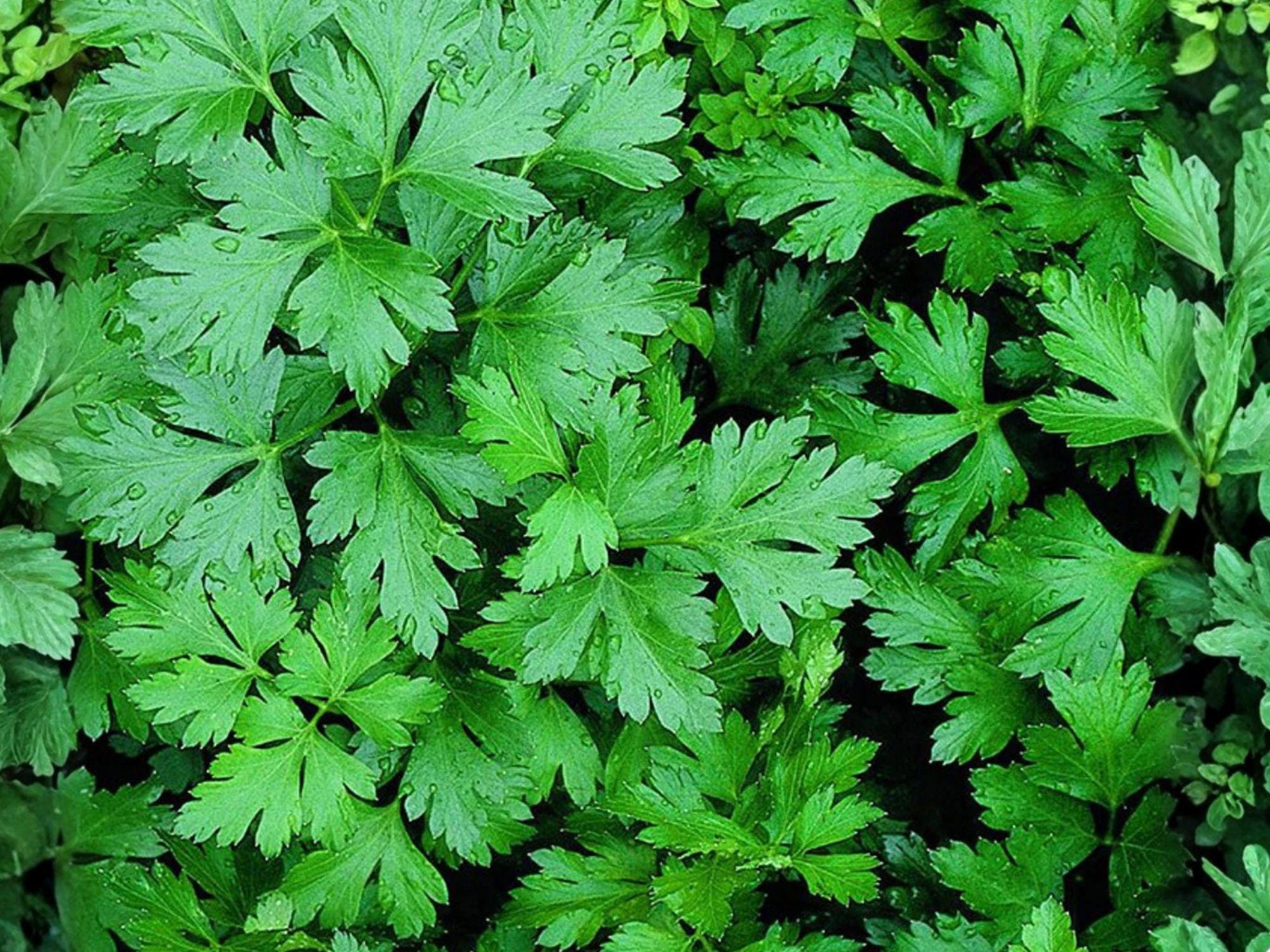 Italian Giant Parsley Seeds – 500 Flat Leaf Herb Seeds for Cooking & Garnishing, Dark Green, Open-Pollinated, Culinary Herb
