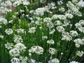 Garlic Chives Seeds – Mild Garlic Flavor, Culinary Herb, Chinese Chives, Allium tuberosum, 100 Seeds