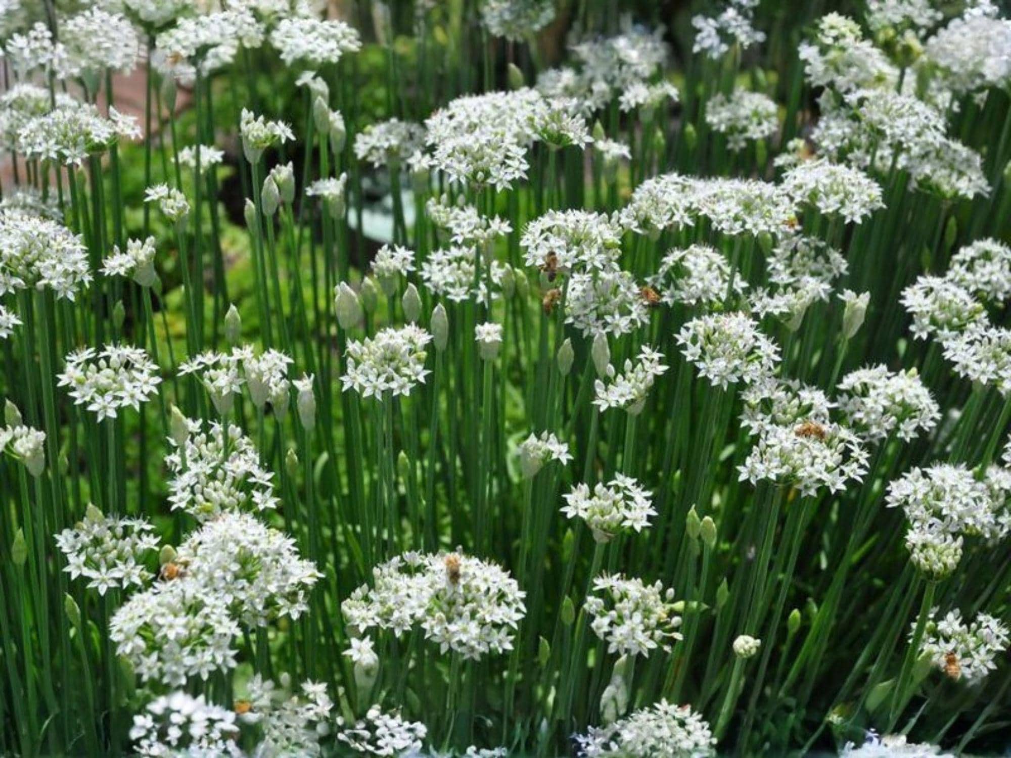 Garlic Chives Seeds – Mild Garlic Flavor, Culinary Herb, Chinese Chives, Allium tuberosum, 100 Seeds