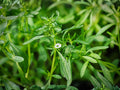 Summer Savory Herb Seeds – 500 Open-Pollinated Satureja hortensis for Culinary Use, Peppery Flavor, Easy to Grow