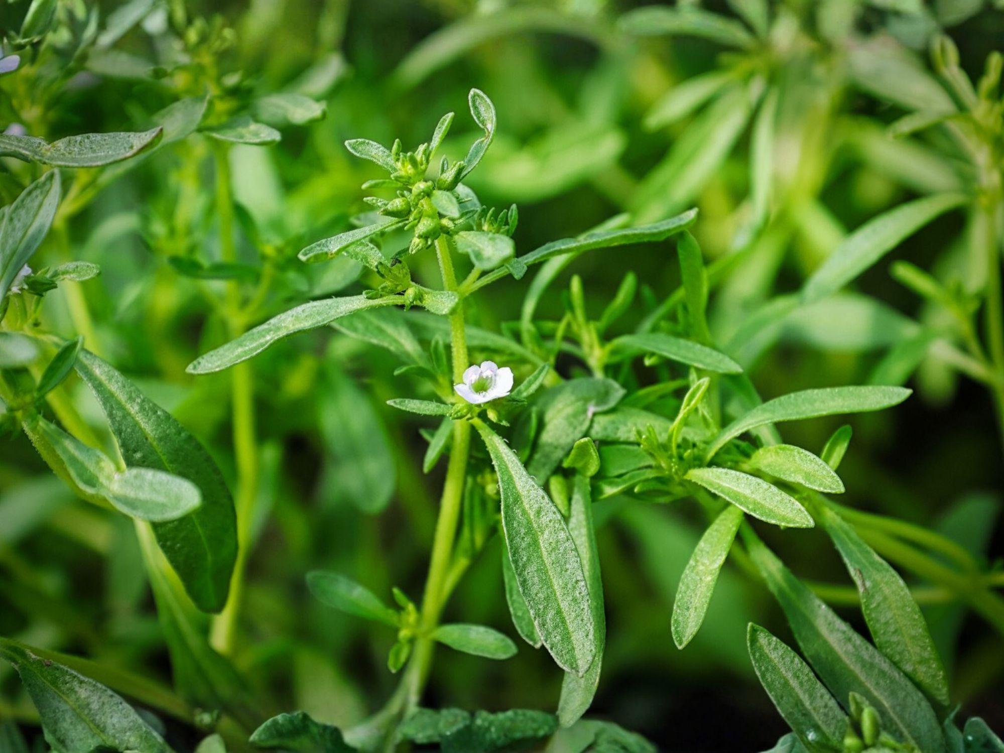 Summer Savory Herb Seeds – 500 Open-Pollinated Satureja hortensis for Culinary Use, Peppery Flavor, Easy to Grow