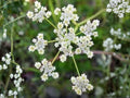 Caraway Seeds – 300 Open-Pollinated Culinary Herb Seeds – Aromatic Carum carvi for Baking & Herbal Use