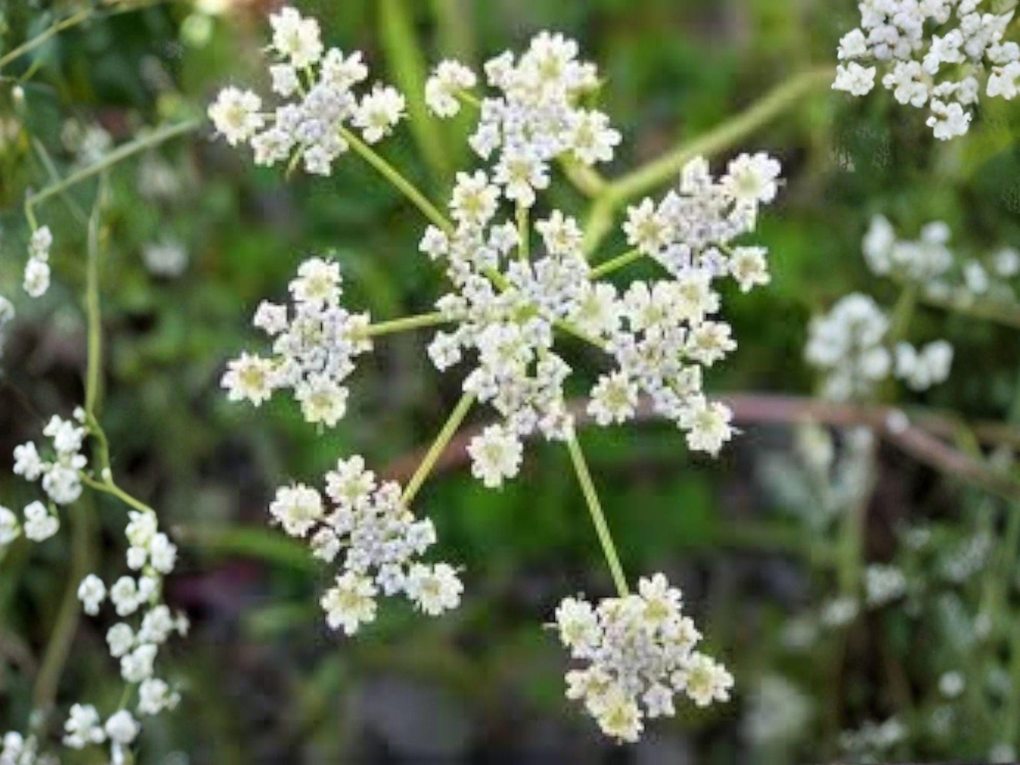 Caraway Seeds – 300 Open-Pollinated Culinary Herb Seeds – Aromatic Carum carvi for Baking & Herbal Use